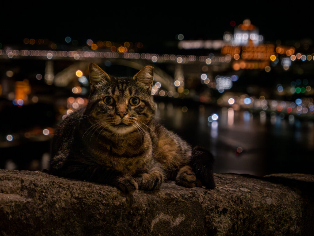 Porto à noite